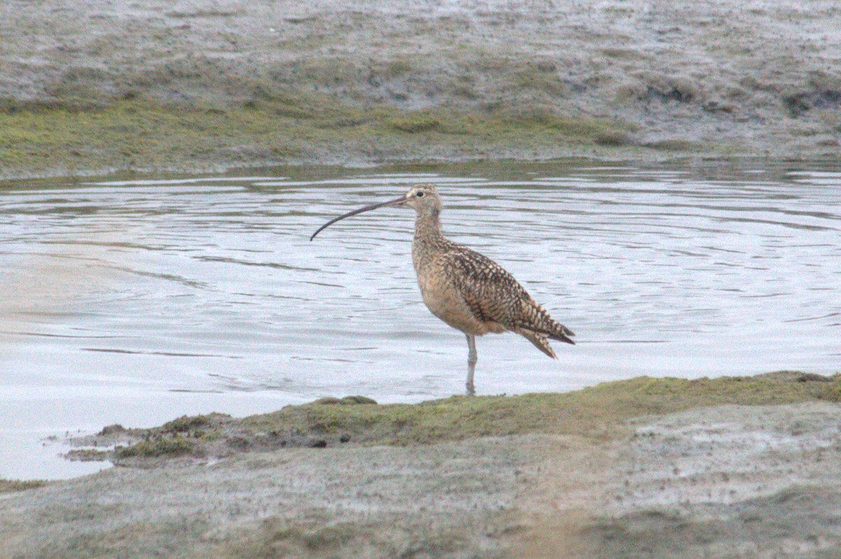 Long-billed Curlew - ML639425367