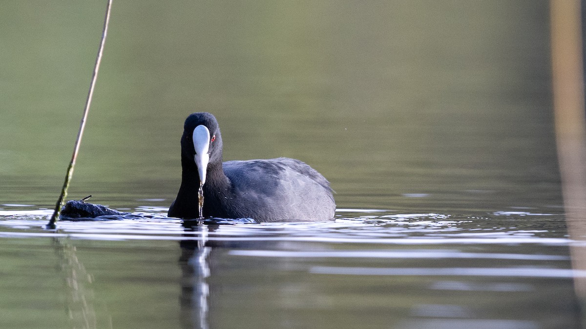 Eurasian Coot - ML639425378