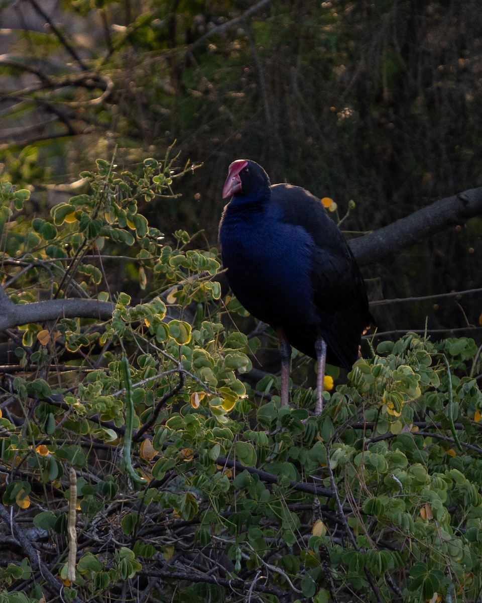 Australasian Swamphen - ML639425384