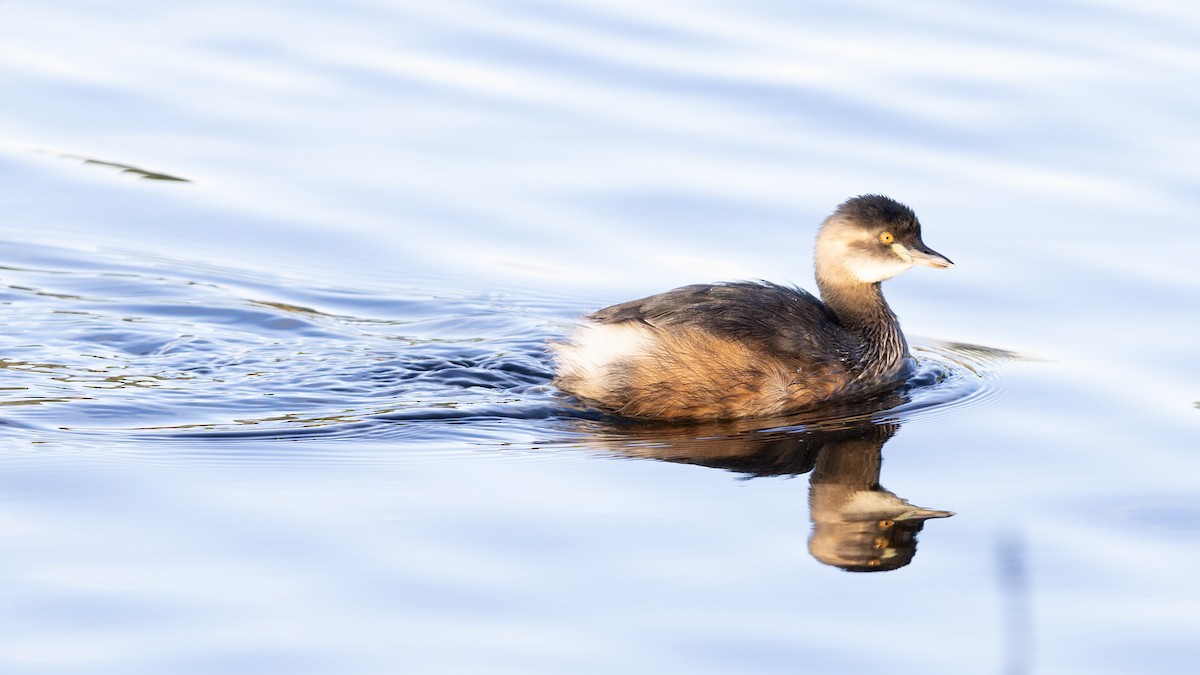 Australasian Grebe - ML639425388