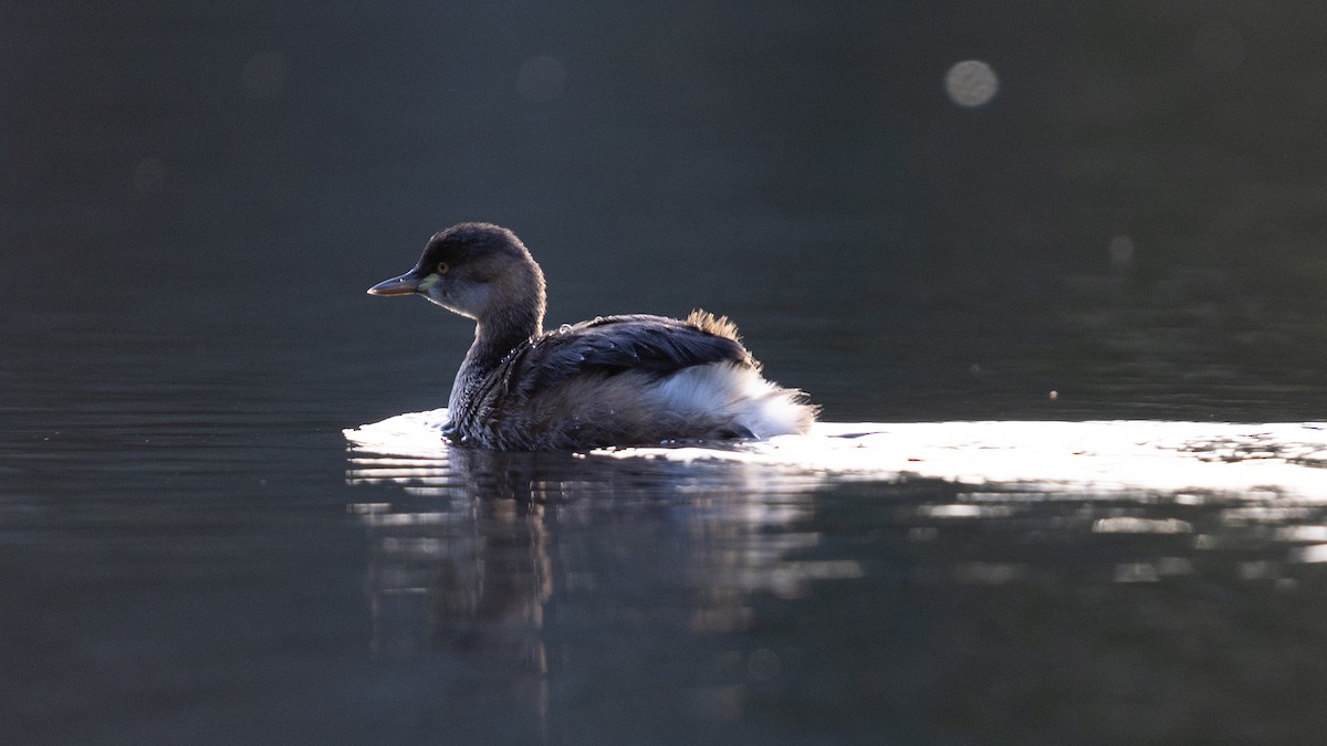 Australasian Grebe - ML639425389