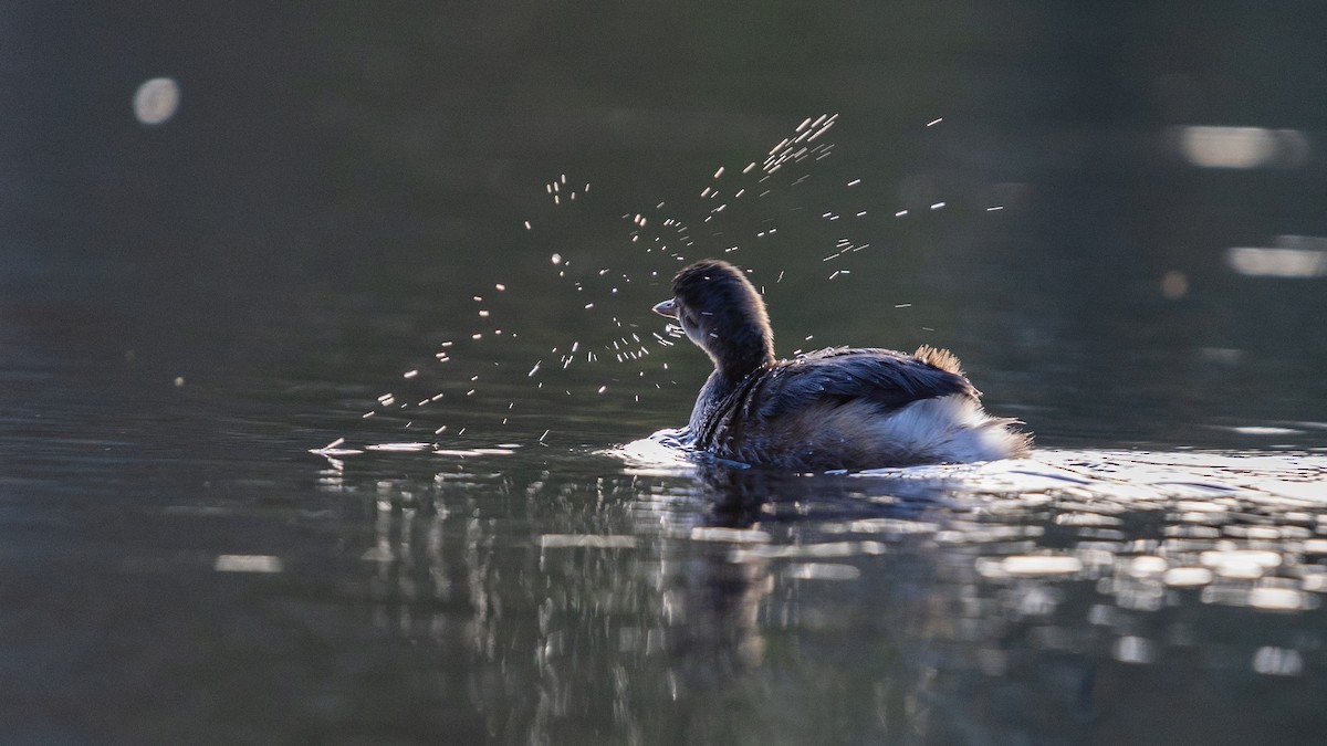 Australasian Grebe - ML639425390