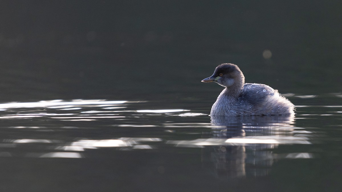Australasian Grebe - ML639425391