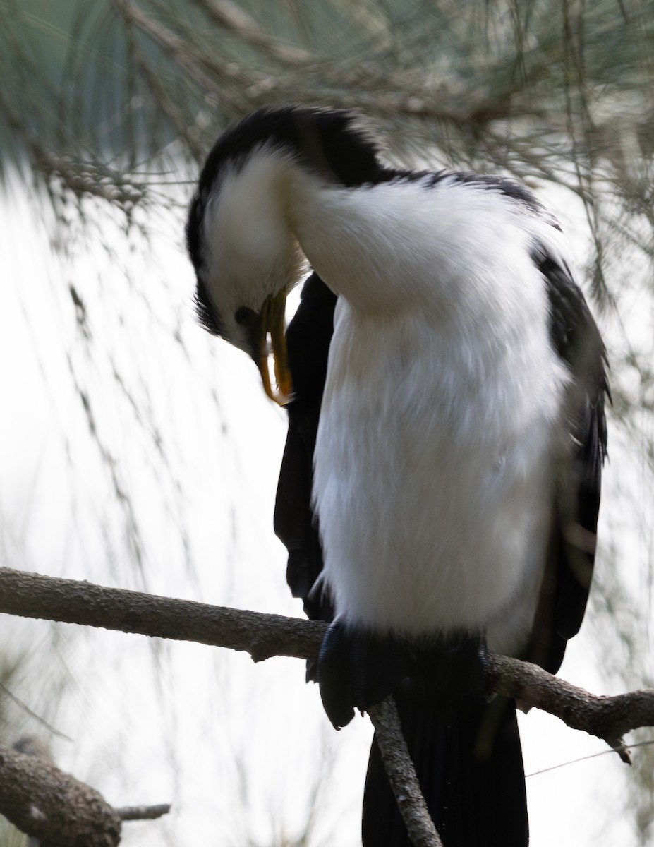 Little Pied Cormorant - ML639425392