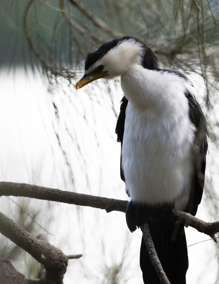 Little Pied Cormorant - ML639425393