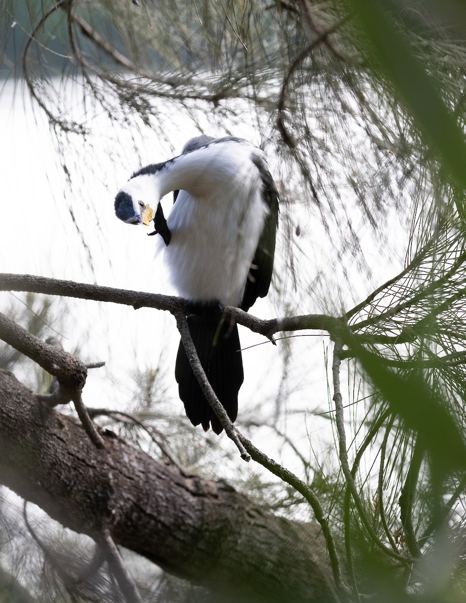 Little Pied Cormorant - ML639425394