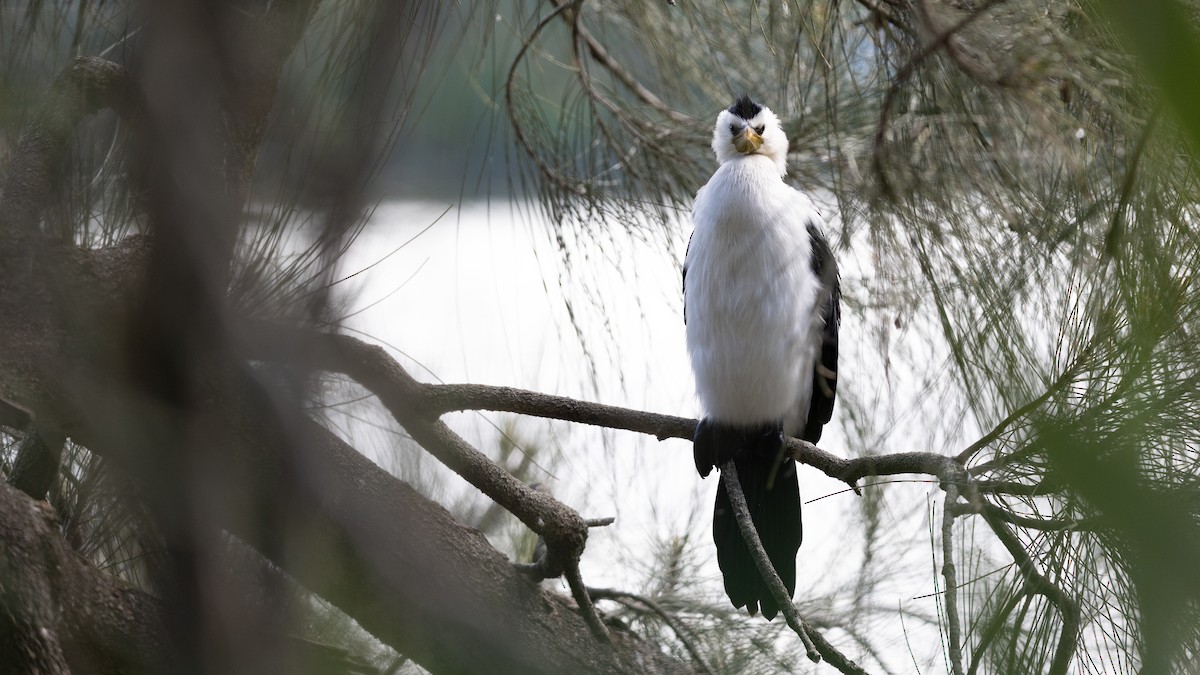 Little Pied Cormorant - ML639425395