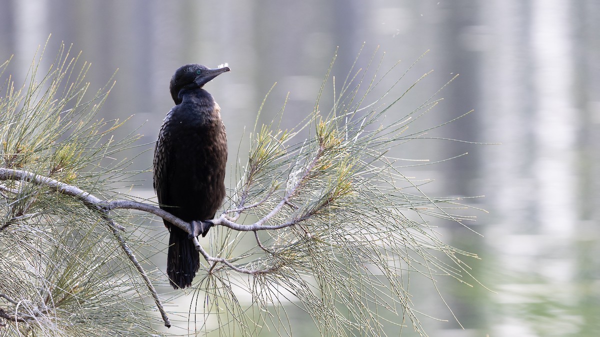 Little Black Cormorant - ML639425401
