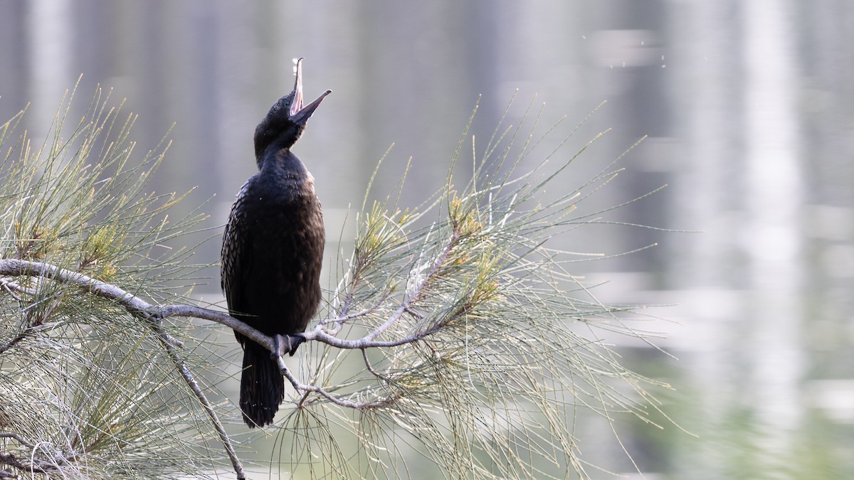 Little Black Cormorant - ML639425402