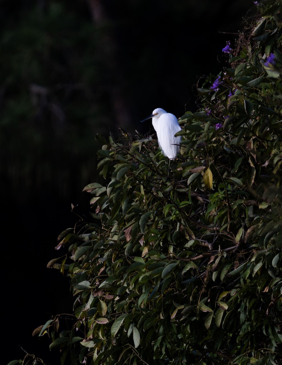 Little Egret - ML639425405