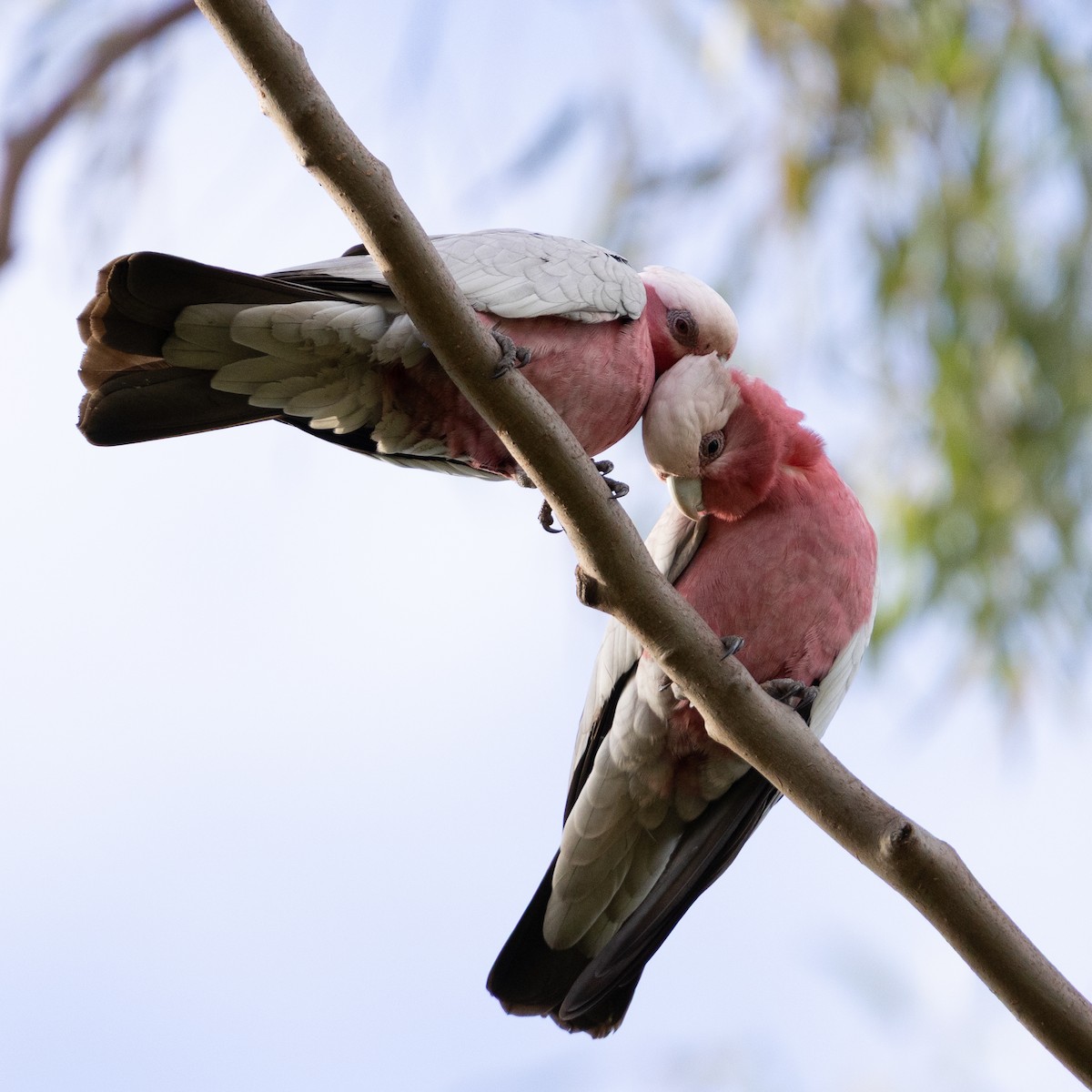 Galah - ML639425410