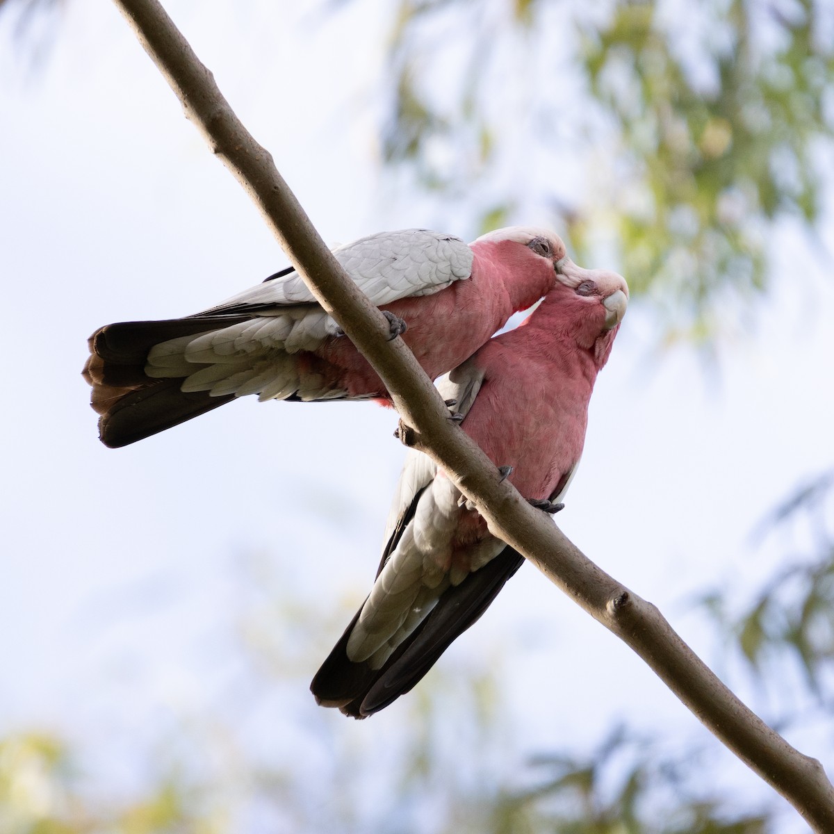 Galah - ML639425412