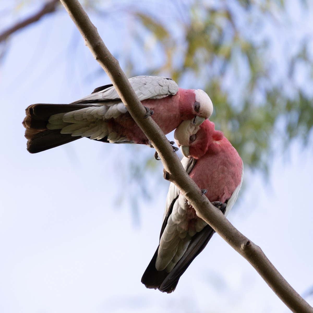 Galah - ML639425413