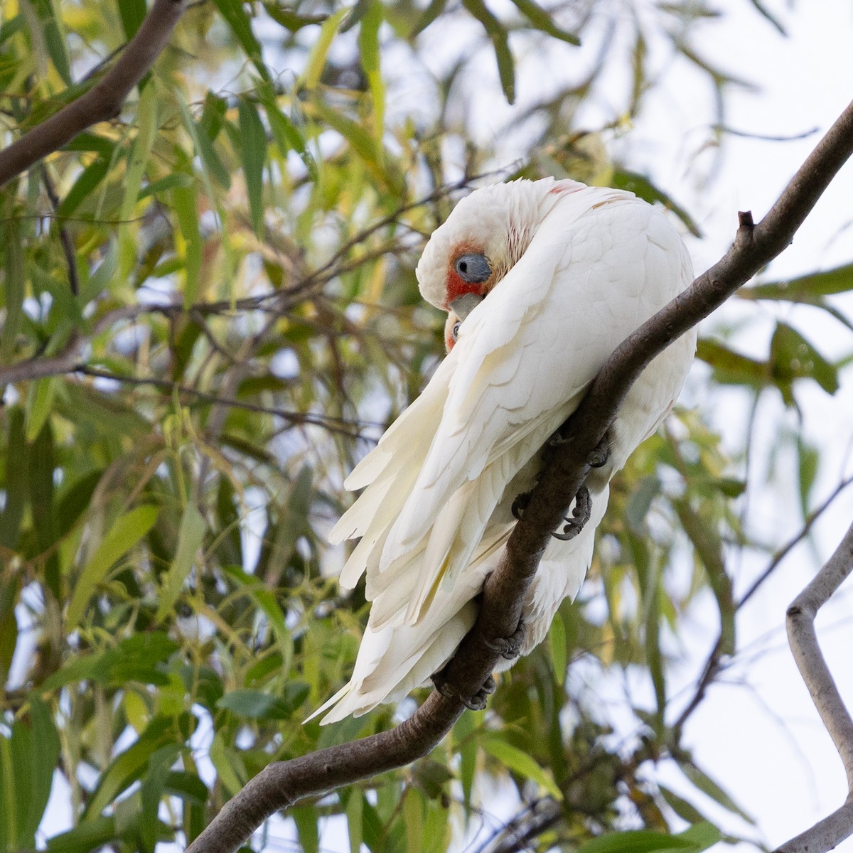 Long-billed Corella - ML639425418