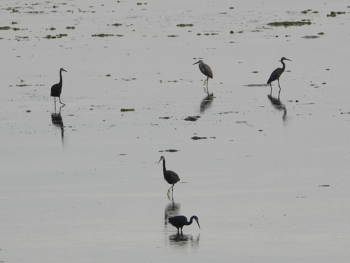 Little Egret (Dimorphic) - ML639425456