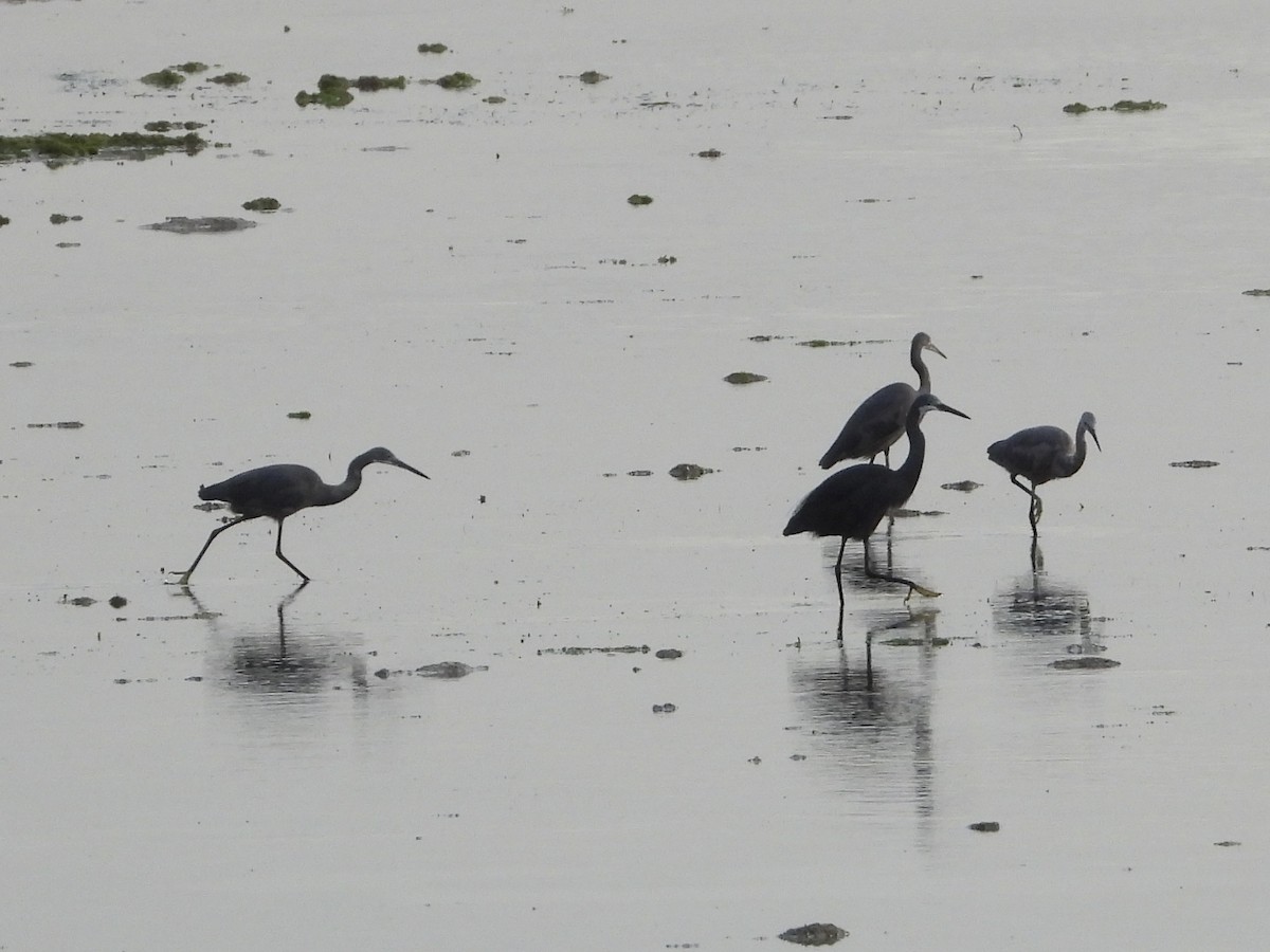 Little Egret (Dimorphic) - ML639425457