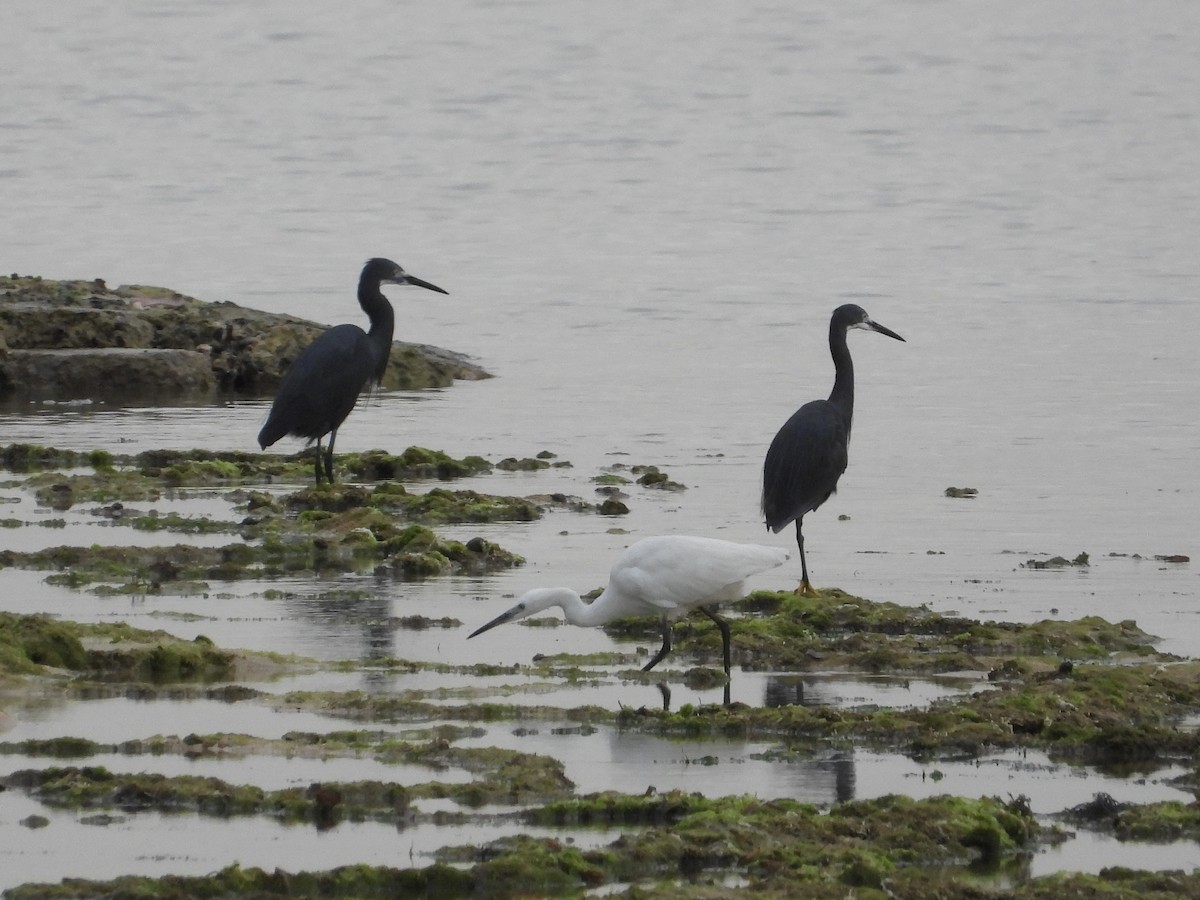Little Egret (Dimorphic) - ML639425458