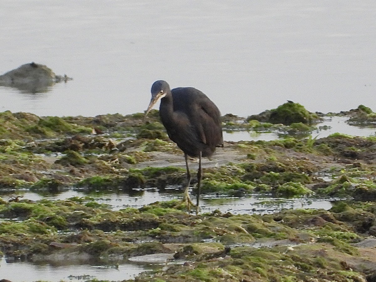 Little Egret (Dimorphic) - ML639425459