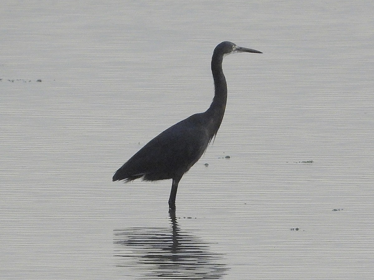 Little Egret (Dimorphic) - ML639425460