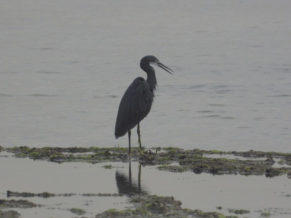 Little Egret (Dimorphic) - ML639425461
