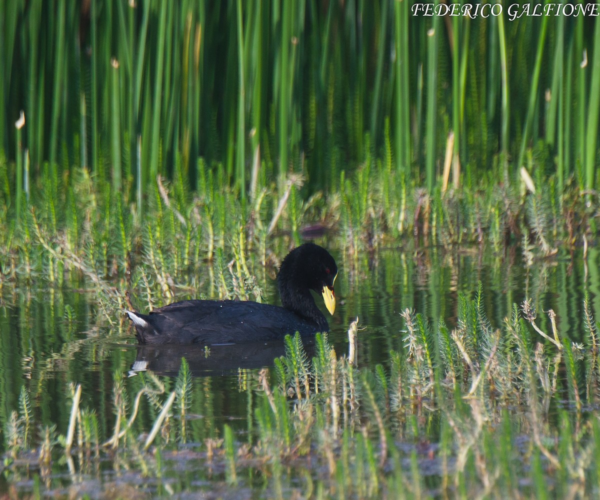 Red-gartered Coot - ML639425492