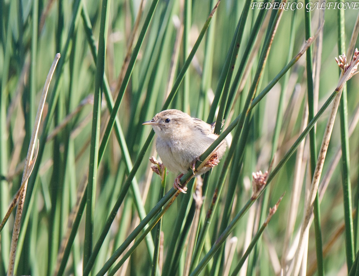Grass Wren - ML639425516