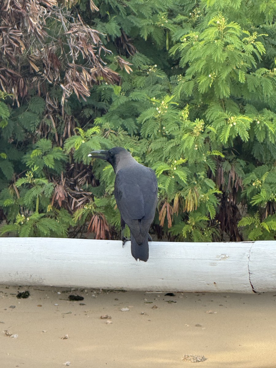House Crow - ML639425522