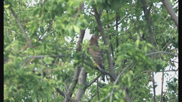 Cooper's Hawk - ML639425567