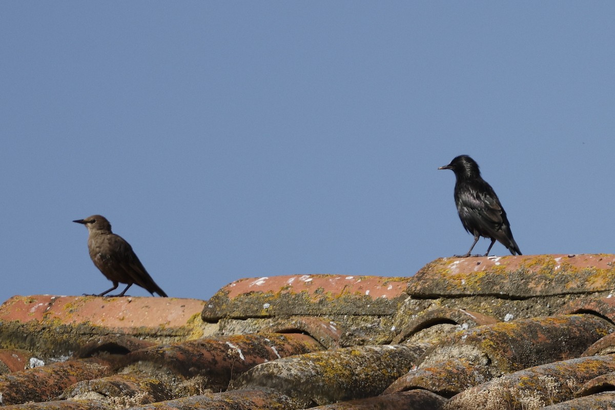 Одноцветный скворец - ML639425663