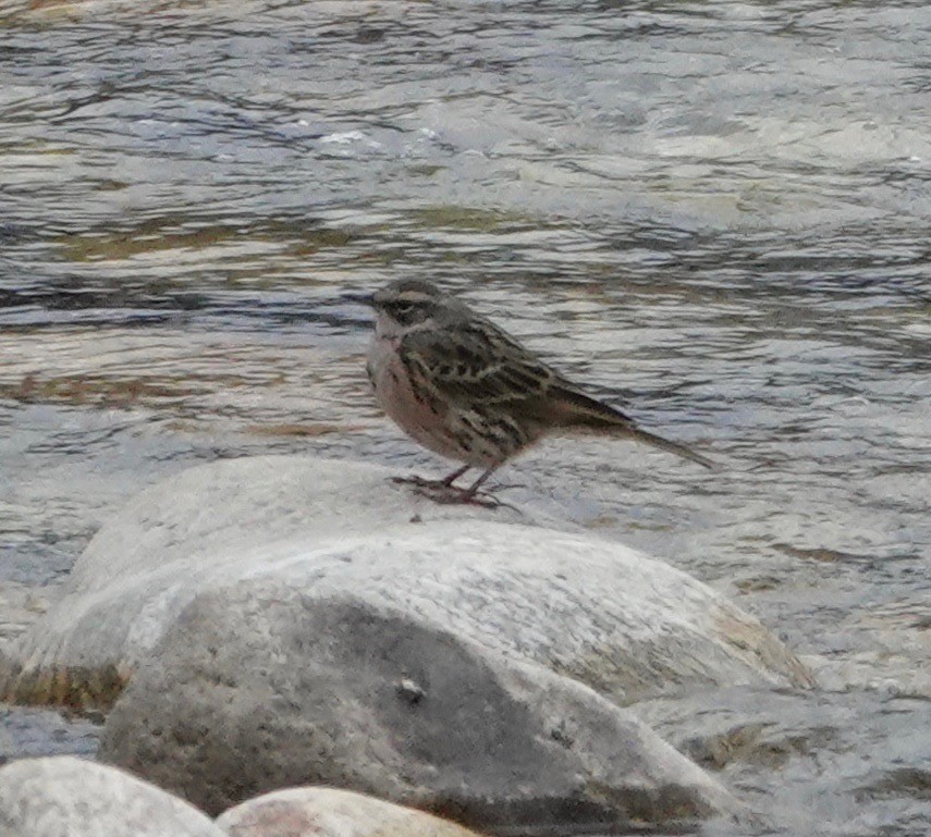 Rosy Pipit - ML639425669