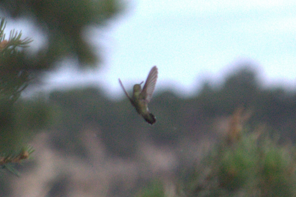 Black-chinned Hummingbird - ML639425702