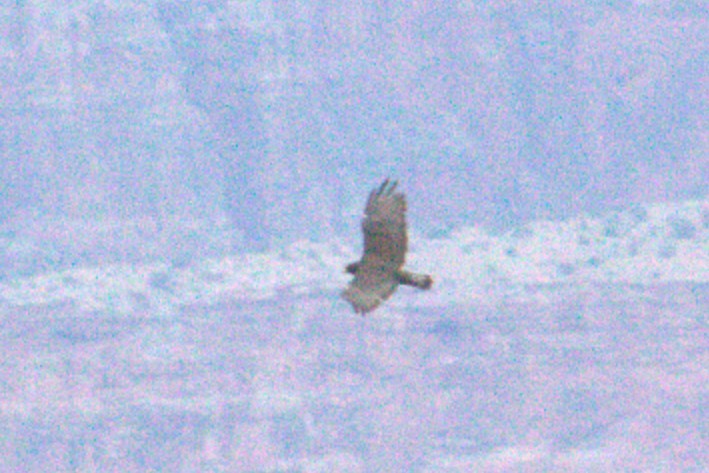 Zone-tailed Hawk - ML639425705
