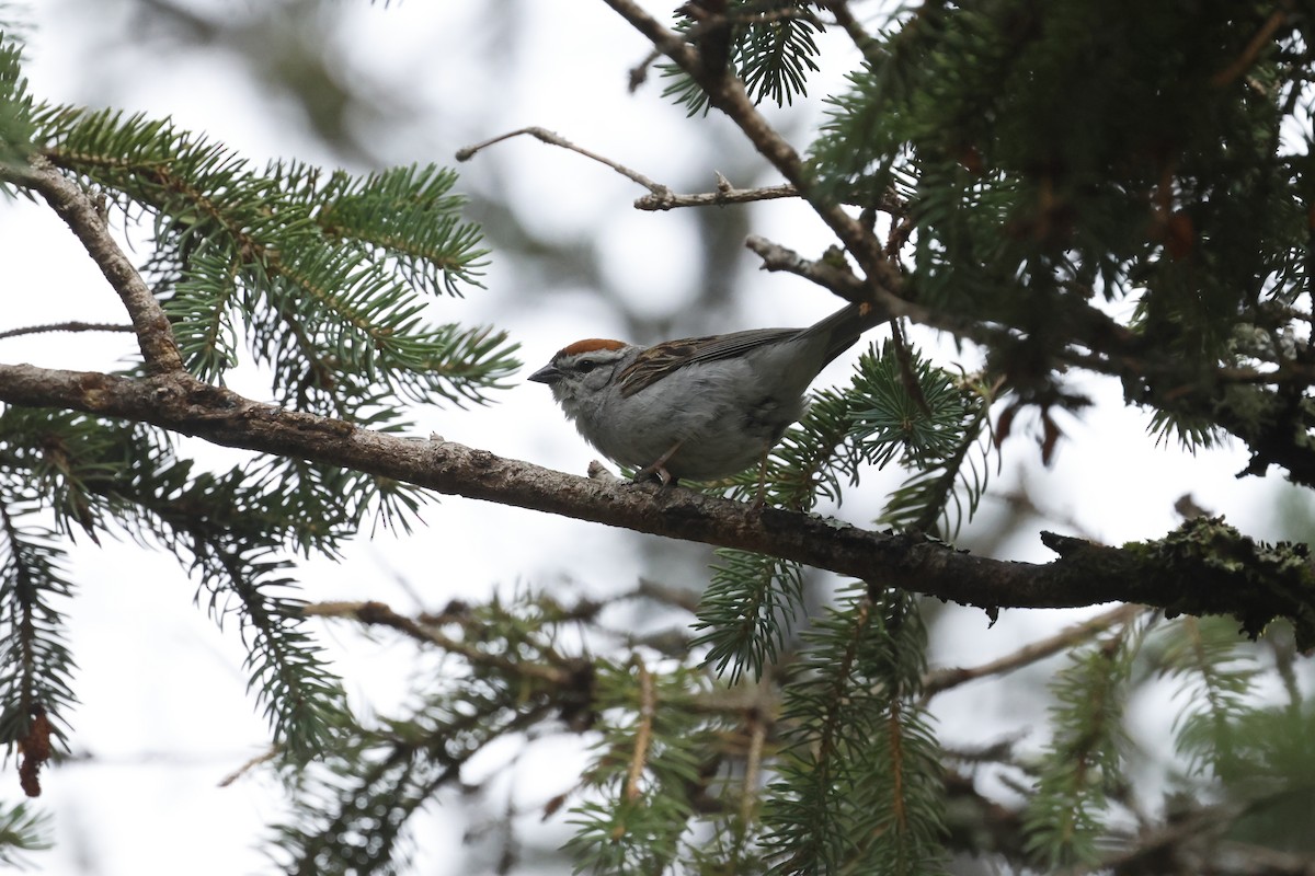 Chipping Sparrow - ML639425745