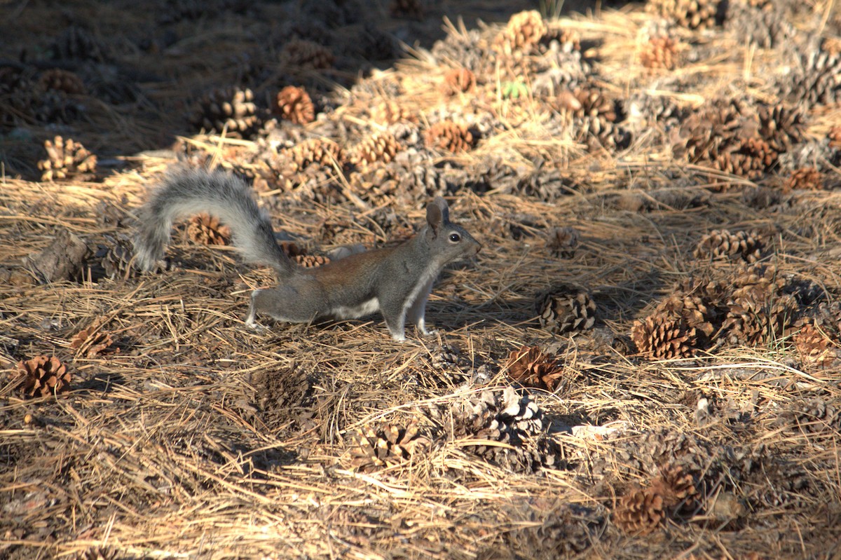 Abert's Squirrel - ML639425765