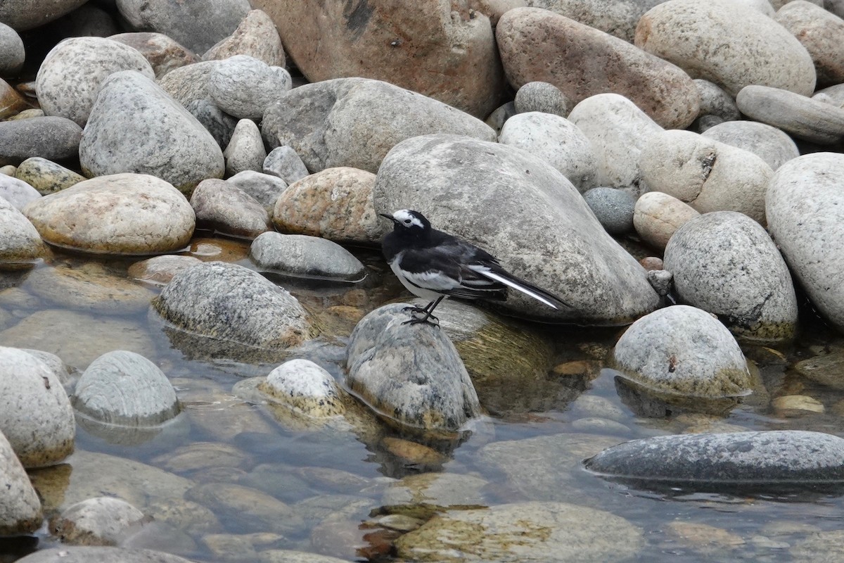 White Wagtail - ML639425800