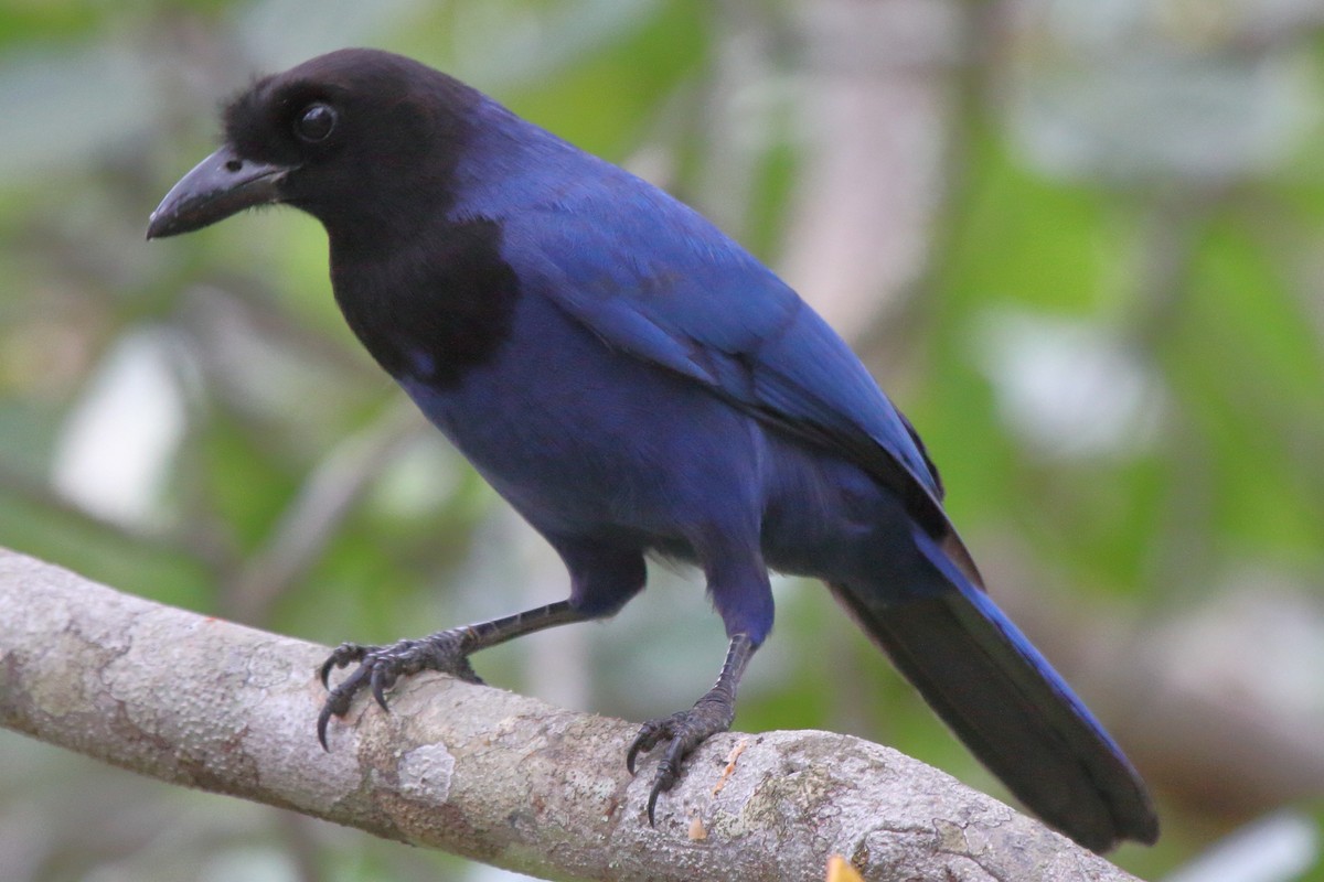 Azure Jay - ML639425808