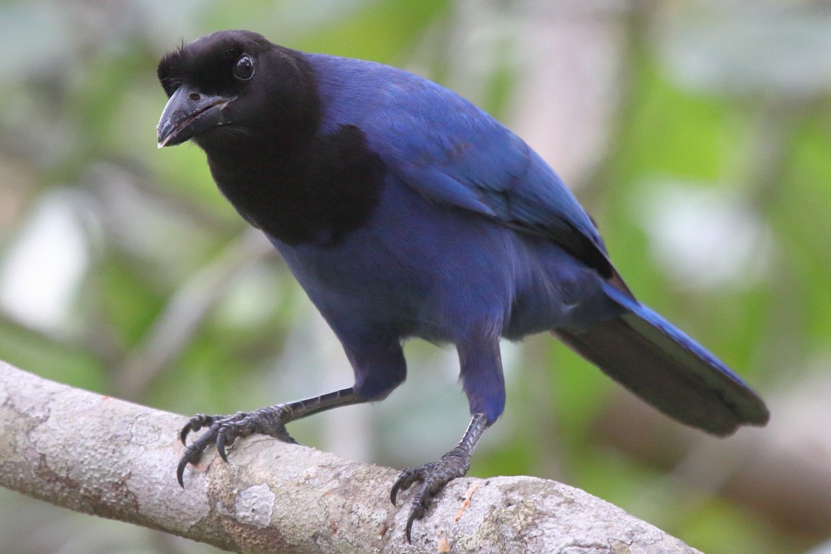 Azure Jay - ML639425809