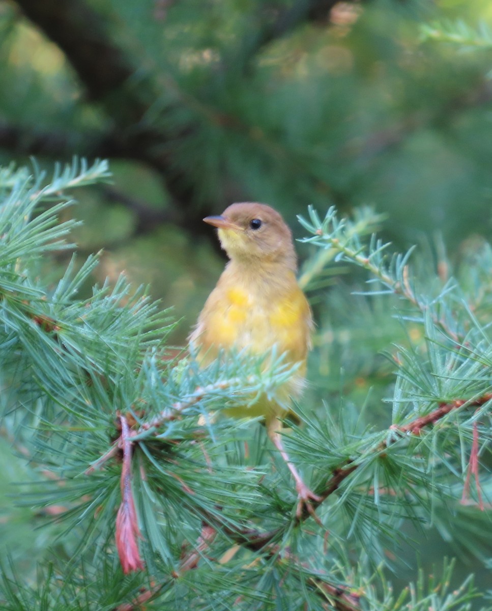 Common Yellowthroat - ML639425823
