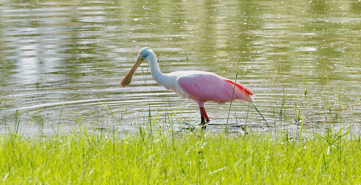 Roseate Spoonbill - ML639425939