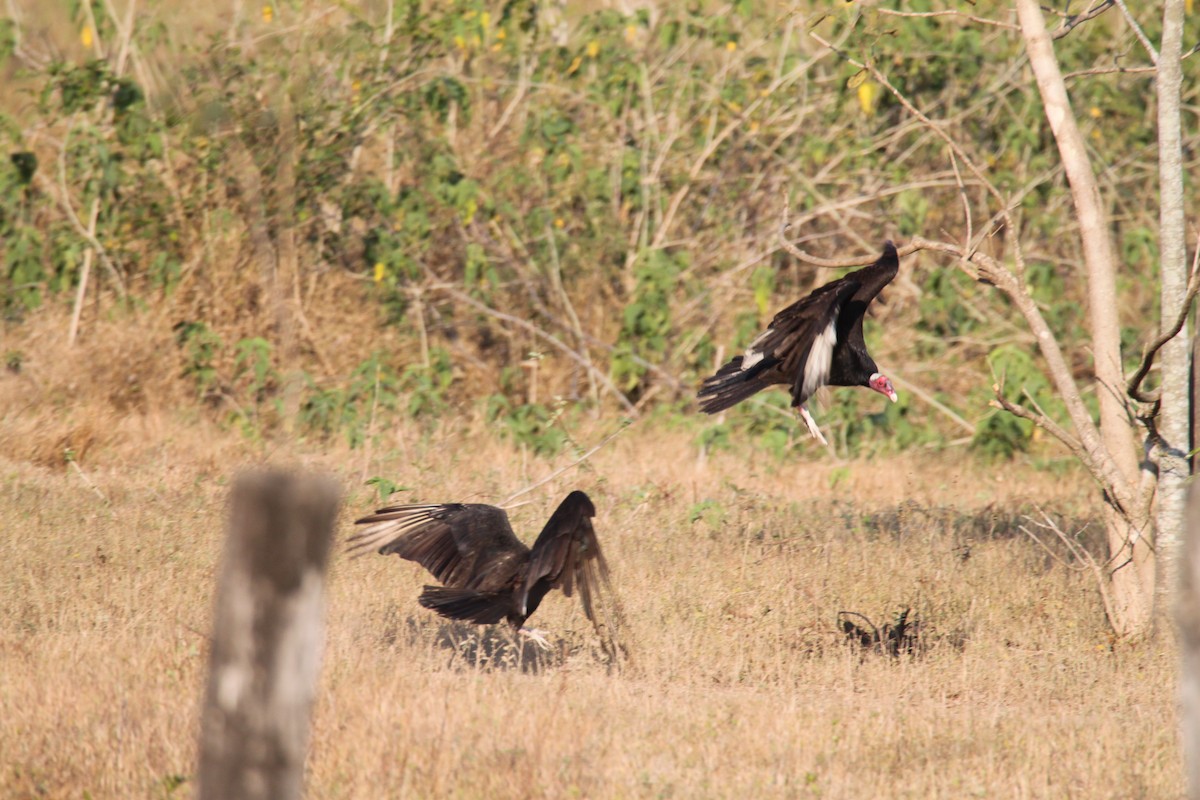 Turkey Vulture (Tropical) - ML639425948