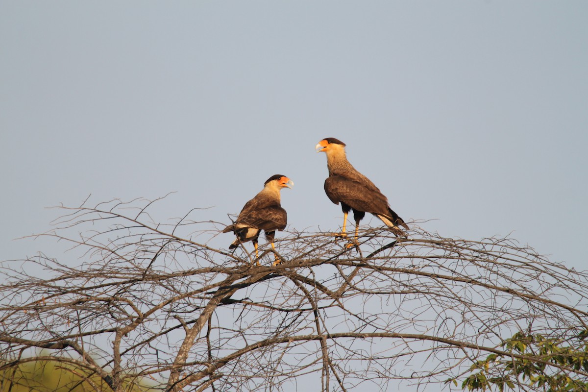 Crested Caracara (Southern) - ML639425961