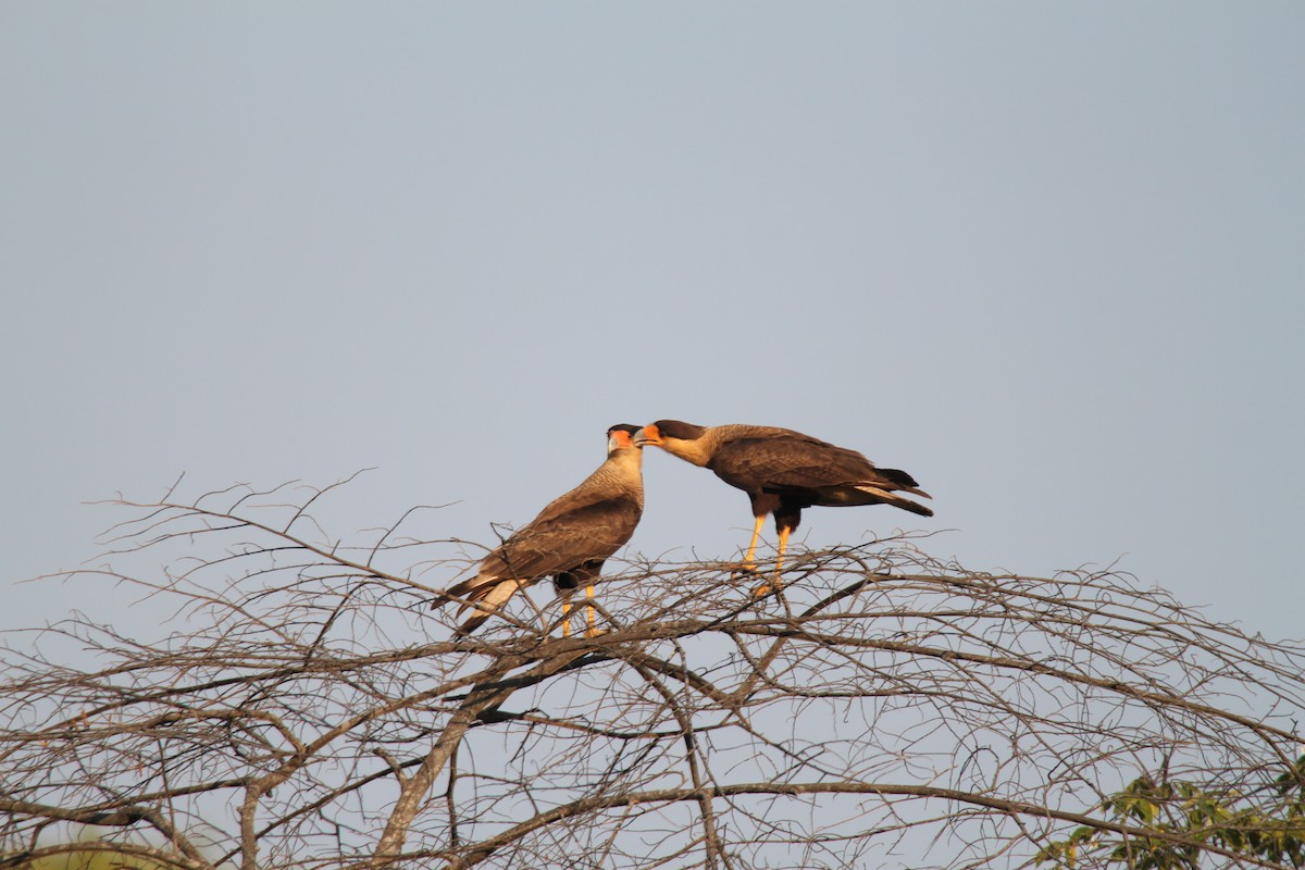 Crested Caracara (Southern) - ML639425967