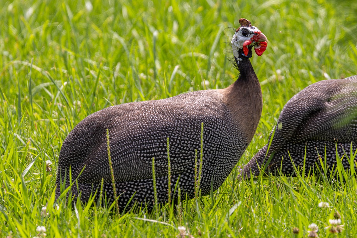 Helmeted Guineafowl - ML639426027