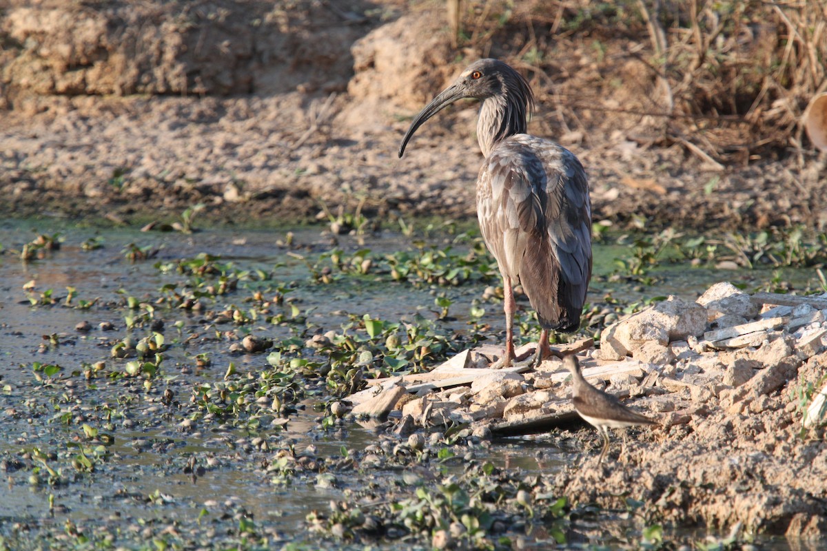 Plumbeous Ibis - ML639426048