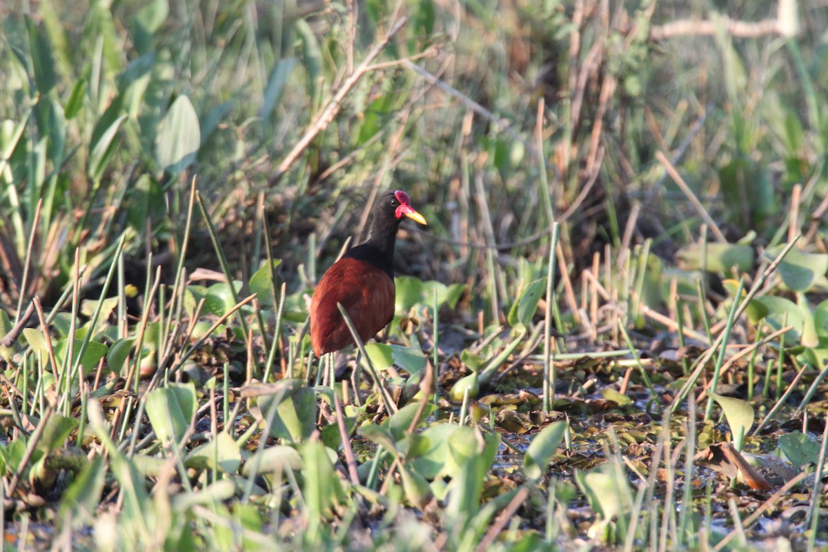 Wattled Jacana (Chestnut-backed) - ML639426055