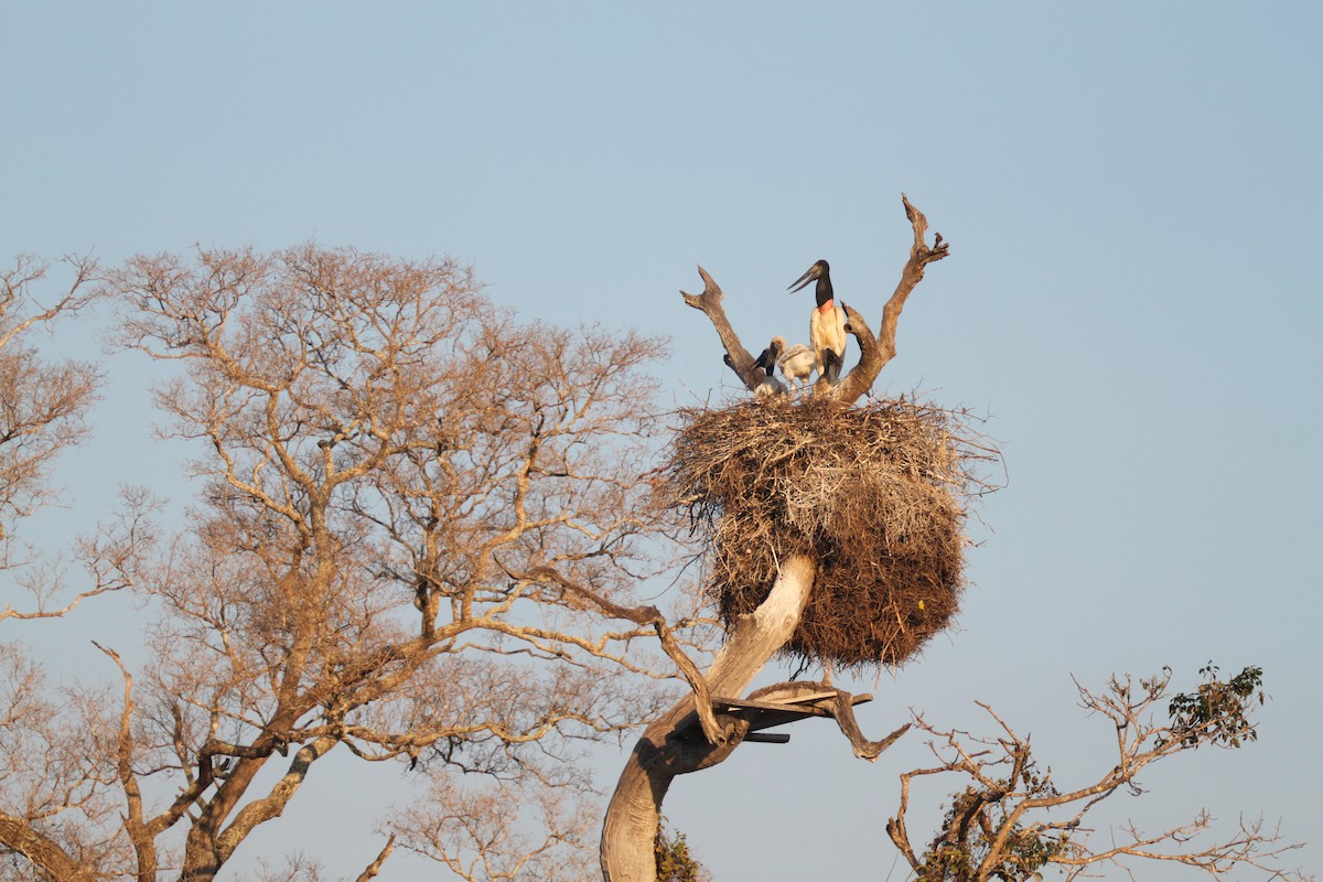 Jabiru - ML639426076