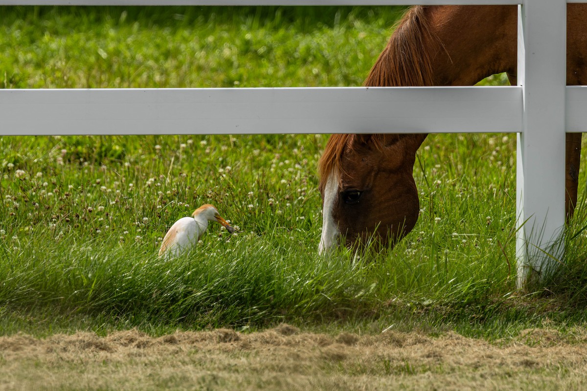 Western Cattle-Egret - ML639426078