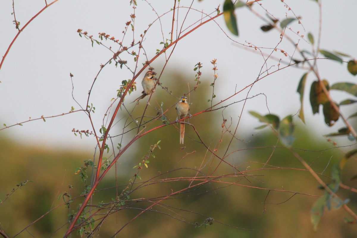 Chotoy Spinetail - ML639426106