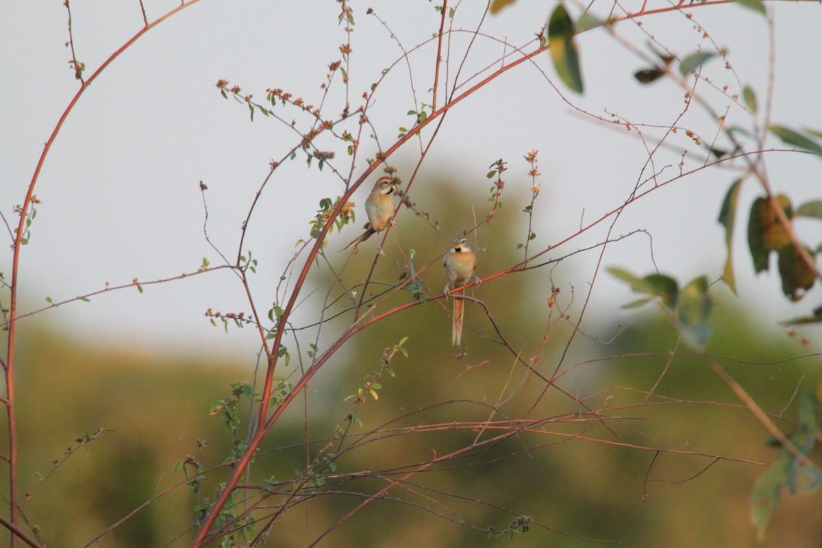 Chotoy Spinetail - ML639426109