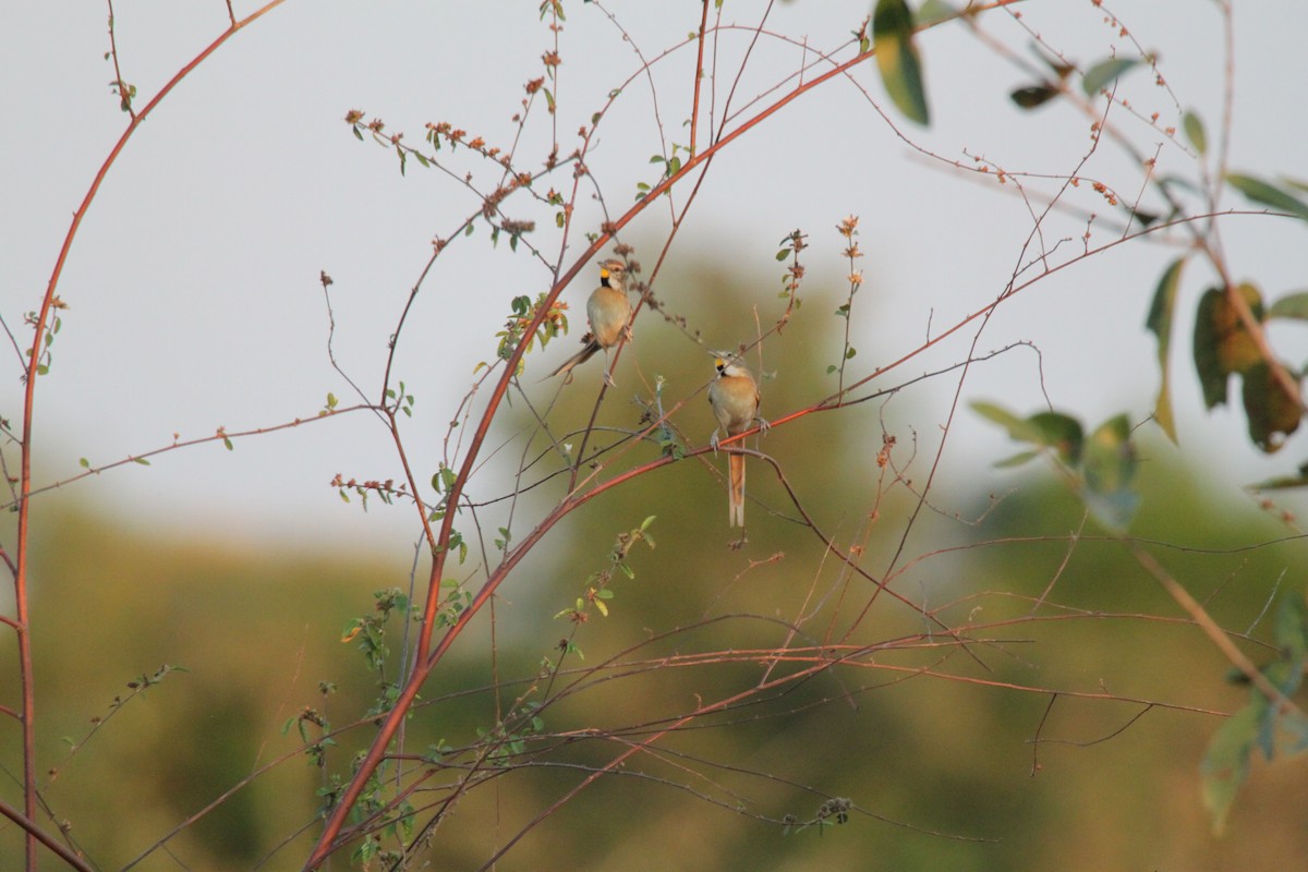 Chotoy Spinetail - ML639426117